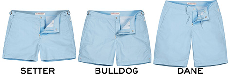 setter bulldog dane